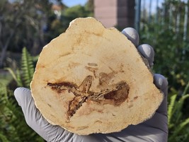 Petrified Wood Stone Decorative Crystal Slice (M08) - $34.79 CAD