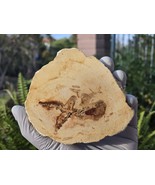 Petrified Wood Stone Decorative Crystal Slice (M08) - $24.74