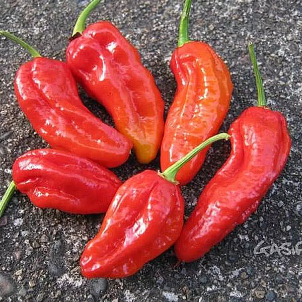 USA SELLER 25 Seeds Spanish Naga Pepper Garden Vegetables Edible Fast Sh... - £11.86 GBP