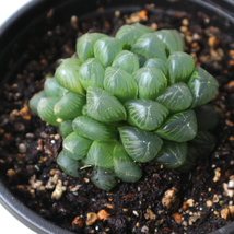 Haworthia Cooperi Boulangerie 50 PCS Seeds - $19.24