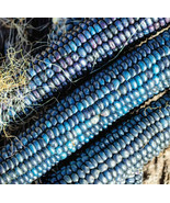 Shades Of Blue Ornamental Corn Blue Glass Gem Popcorn Hopi Fresh Gardening - €11,89 EUR