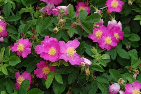 50 Seeds ~ Alberta Wild Rose ~ Shrub Rosa Acicularis
