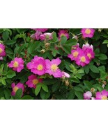 50 Seeds ~ Alberta Wild Rose ~ Shrub Rosa Acicularis - €13,82 EUR
