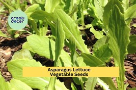 Asparagus Lettuce New Yu Mai Seeds – 500mg for Planting, Unique Asian Gr... - $11.05 CAD
