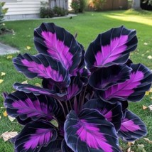 Beautiful &#39;Plant Purple Tip Calathea Couture&#39; Flower Indoor or Outdoor  - €11,31 EUR