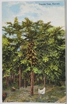 Hawaii Papaia Tree &amp; Hawaiian Fruits and Chickens Postcard K5 - £11.92 GBP