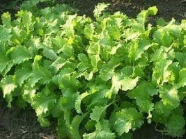 Sale 1000 Seeds Brown Mustard Brassica Juncea Vegetable Herb  USA - £7.83 GBP