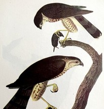 Sharp Shinned Hawk Bird 1950 Lithograph Print Audubon Nature 1st Edition... - $29.99