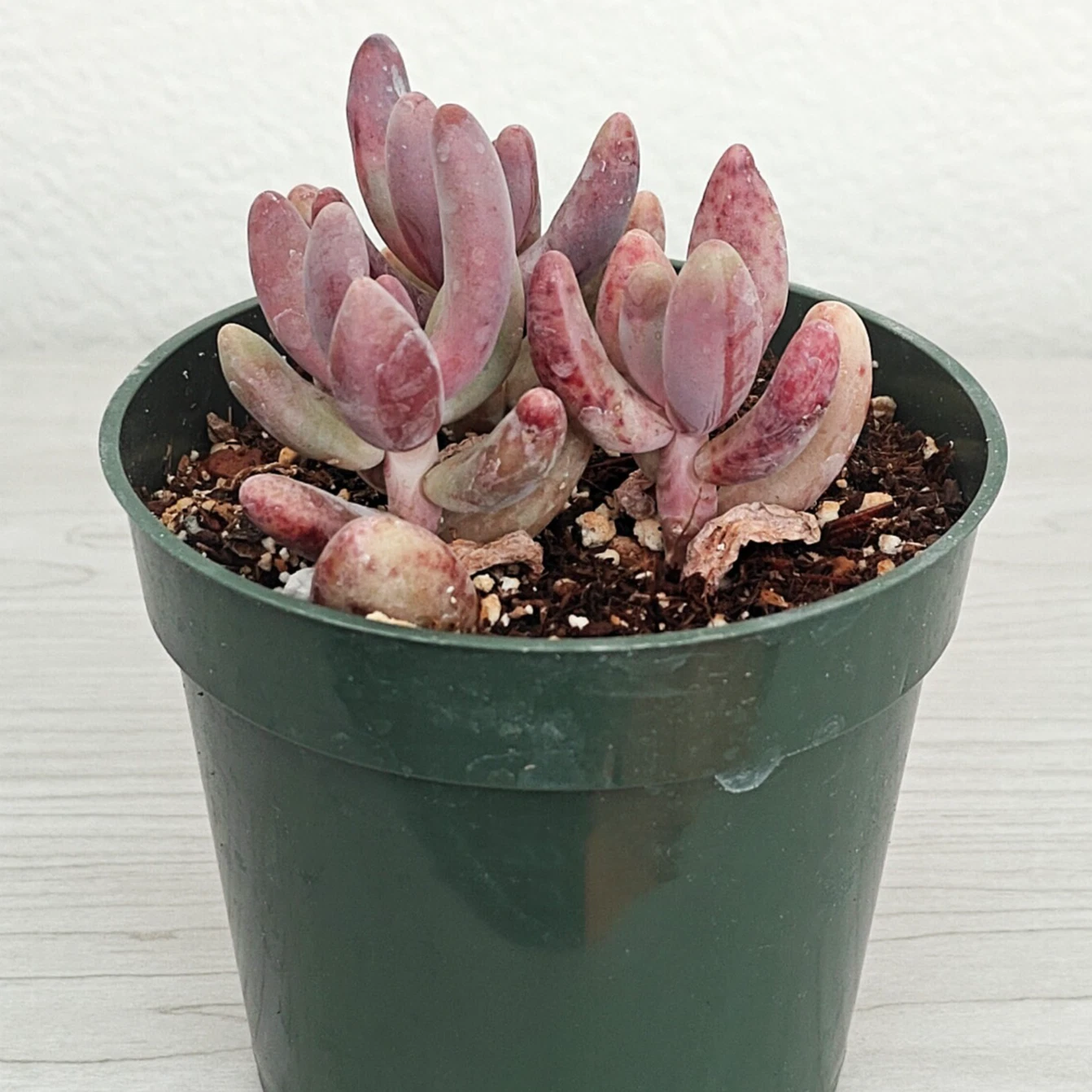 Succulent - Pachysedum Ganzhou - Live Plant In 4&quot; Pot - $20.65
