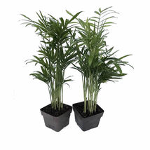 3&quot; Pots Two Victorian Parlor Palm Live Plants Chamaedorea Indestructable  - $50.99