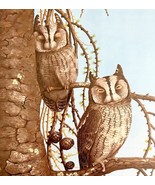 Scops Owl Resting Art Print Color Plate Birds Of Prey Vintage Nature 197... - $651.47 MXN