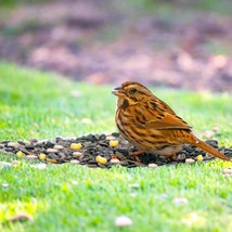 Wild Birdseed Mix Bulk Tasty Bird Feed Animal Food Safflower Cracked Corn Squash - £20.64 GBP