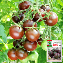 US Seller Garden Jewels 5 Bags 100 Seeds   Bag Of Purple Pearl Cherry Tomatoes N - £15.43 GBP