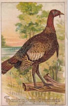 1908 Embossed Thanksgiving Julius Bien 9002 Wild Turkey Postcard D59 - $2.99