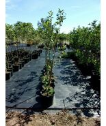 Wolf River Apple Tree 4'-6' Ft Fruit Trees Pl... - $96.95