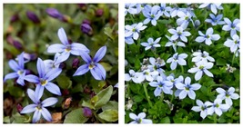 USA Seller - Baby Blue Star Carpet Plant - Pratia pedunculata - 2.5&quot; Pot - $38.98
