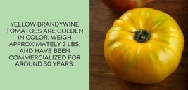 Enil 50 Seeds Yellow Brandywine Tomato Juicy Vegetable Planting Garden Tomatoes - £3.30 GBP