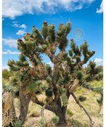 Yucca brevifolia Joshua Tree Live Plant Mojave Desert Native Plant - $40.37