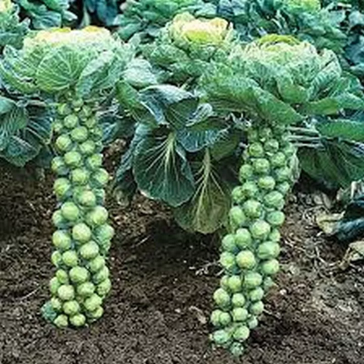 100 Fresh seeds Brussel Sprouts - £9.27 GBP