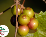 Dixie Red Muscadine Grape Vine - Bare Root Live Plants - 2 Year Old Bare... - £22.47 GBP+