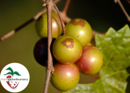 Dixie Red Muscadine Grape Vine - Bare Root Live Plants - 2 Year Old Bare Root - £22.85 GBP+