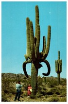 Giant Saguaro Of Arizona Cactus Postcard - £7.08 GBP