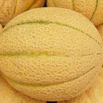 Iroquois Melon Seeds  Heirloom Fresh Garden - £7.02 GBP