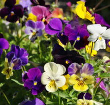 PANSY MIX Heirloom Garden Viola Ground Cover 100 Seeds - £6.39 GBP