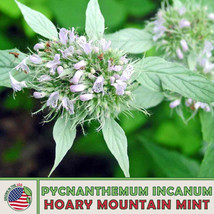 100 Hoary Mountain Mint Seeds Pycnanthemum Incanum Native Perennial Wildflower H - £13.68 GBP