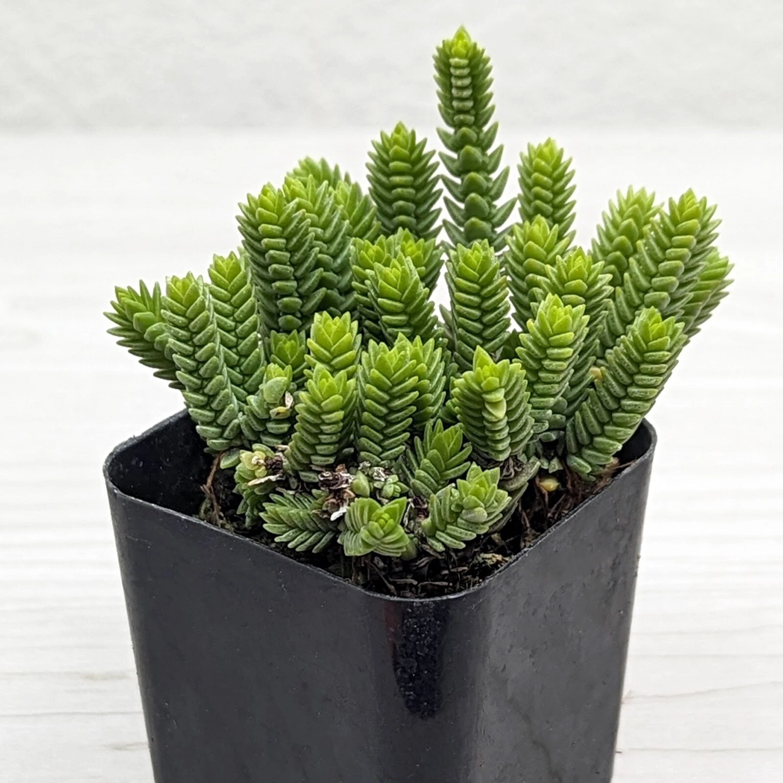 Succulent Live Plant - Crassula Imperialis : Giant Watch Chain - In 2&quot; Pot - $16.50