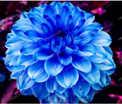 True Color Dahlia Bulb Flower Dahlia Seeds 50 Flower Bulbs Symbolizes Courage Ga - £6.37 GBP