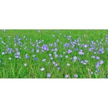 Pure Herbs: Flax - 1 oz. (Natural Herbal Extracts) image 3