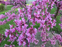 FREE SHIPPING 10 seeds Avondale Redbud Tree{Cercis chinensis} indoor/outdoor  - $12.99