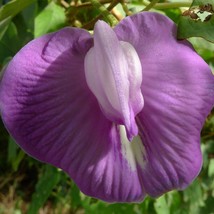 Best USA Seller Centrosema Pubescens Centro Butterfly Pea 10 Seeds - £13.75 GBP