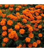 New Fresh Seeds Cosmos Mandarin - $284.72 MXN