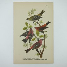 Bird Lithograph Print Pine Grosbeak American Crossbill White-winged Antique 1890 - £16.02 GBP