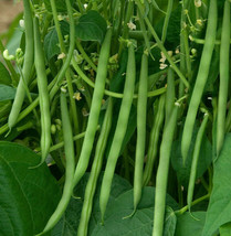 30 Pcs Contender Green Bean Seeds #MNTS - $7.90