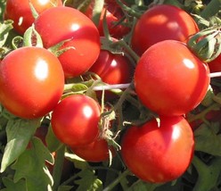 US Seller Tomato Seeds 50 Red Russian Tomato Seeds Vegetable Seeds Tomato Fast S - $22.50