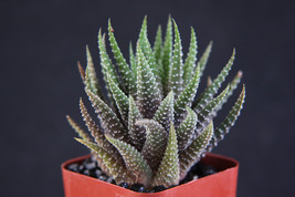 3 Haworthia Fasciata Attenuata 2&quot; plants exotic rare cactus succulent collection - £19.77 GBP