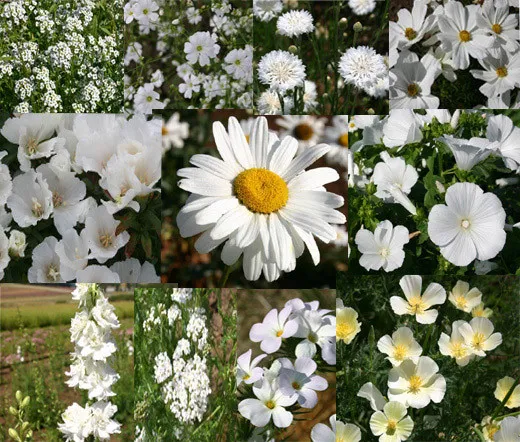 Wildflower Mix White 1 Oz Bulk Seeds Fresh Seeds - £39.81 GBP