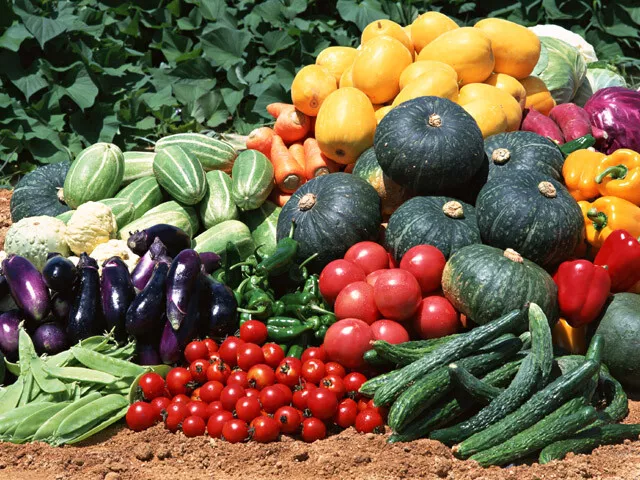 Small Garden Seed Cache 18 Variety, Non - Gmo, Non-Hybrid Garden Seeds - $31.01
