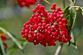 100 Red Elderberry Sambucus Racemosa Mountain Elder Tree Shrub Fruit Berry Seeds - $15.00