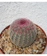 Live Plant Rainbow Hedgehog Cactus Echinocereus Rigidissimus v Rubrispinus - £34.44 GBP