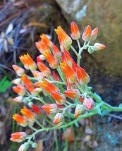 Dudleya cymosa | Orange | Canyon Liveforever | 20 Seeds - £10.90 GBP