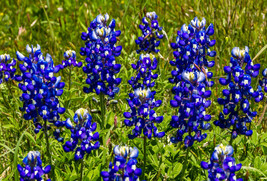 Best 90 Seeds Texas Bluebonnet Seeds Hummingbords Butterflies Fragrant Bright Co - £36.20 GBP