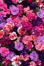 G_S Double MadneS_S Floribunda Hybrid Mix Petunia Seeds - £6.86 GBP