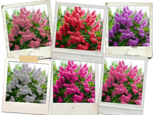 Crepe Myrtle Flower Tree Seeds - 6 Bright Colors (Lagerstroemia) 100+ Seeds - $12.50