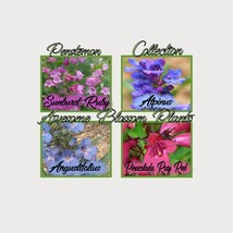 Fresh USA Seller Pick A 4 Pack Of Penstemon Seed - £19.67 GBP