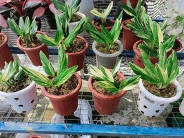 Wholesale 10 Plants Monstera Standleyana Aurea Variegated REAL PICT Free  - £116.70 GBP
