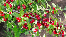 10 Nanking Cherry Seeds Planting Fresh Seeds Gardening USA - £8.68 GBP